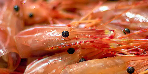 HEAD-ON SHRIMPS (SEA/ CULTURED WHITE):