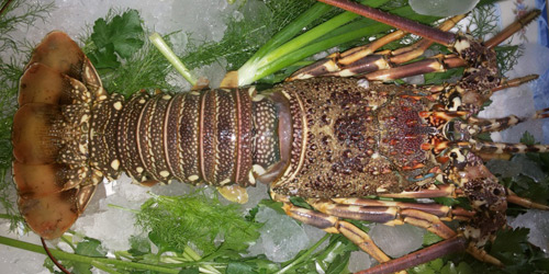 LOBSTER WHOLE: